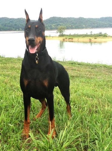 Doberman Pinscher
Doberman