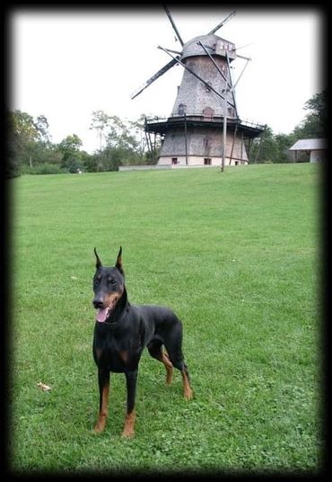 Doberman Pinscher 
Doberman 
Geneva Illinois