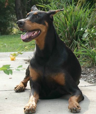 Doberman Pinscher
Doberman
Black Doberman