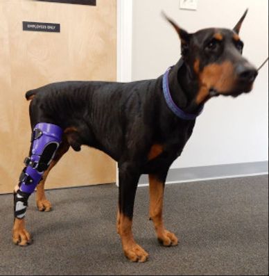 Doberman Pinscher
Doberman knee brace
Doberman medical