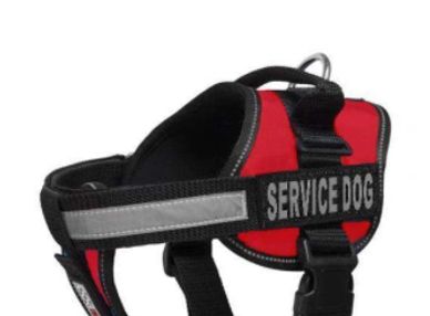 Doberman Pinscher
Doberman service vest 
Doberman service dog