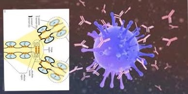 Illustration of antibodies targeting a virus with a molecular diagram inset.