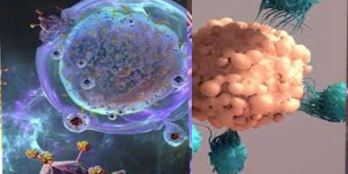 Microscopic view of immune cells interacting in the body.