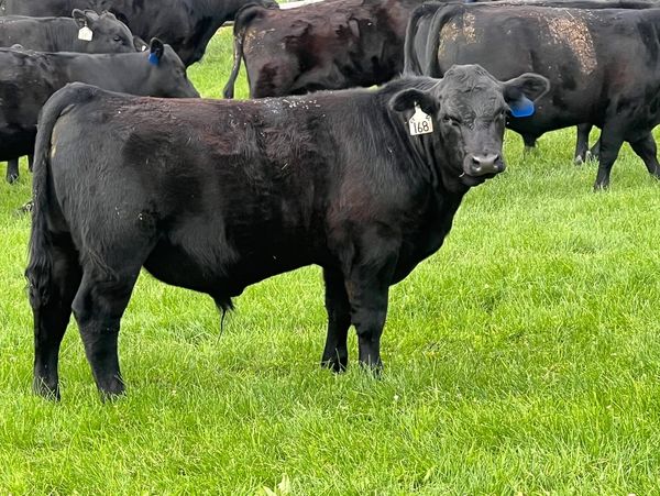 Black Angus cattle grazing in a green pasture.