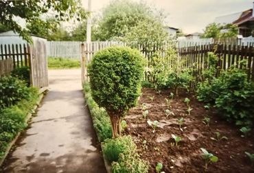 Терпигорьево. Двор, Можжевельник 1995