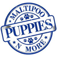 MaltipooPuppiesNMore