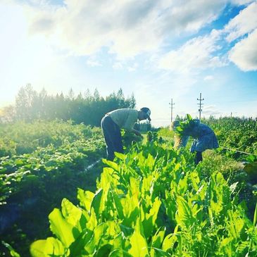 HARVEST TIME