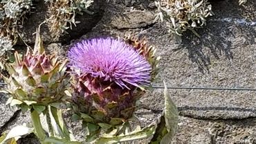 A Scottish thistle