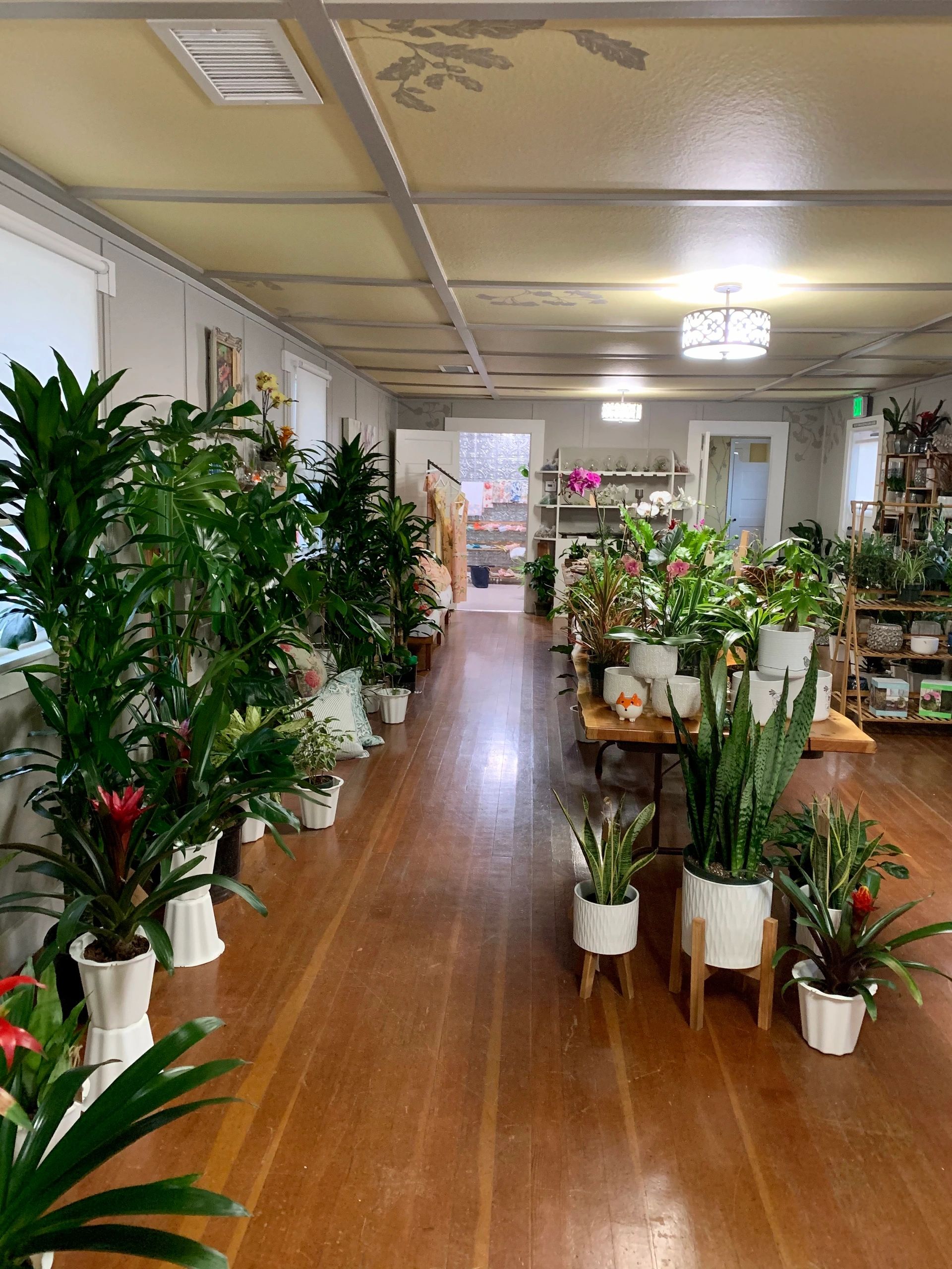 The Plant Shoppe: Where Buds Bloom And Beauty Blooms
