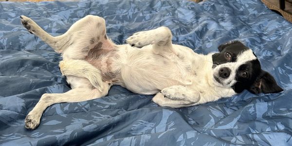 Dinky loving the PEMF bed. 