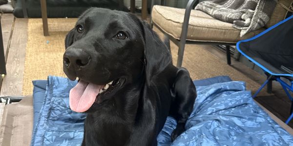 Waylon relaxing on the PEMF bed. 