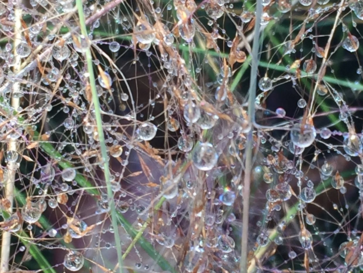 Stems with dew drops