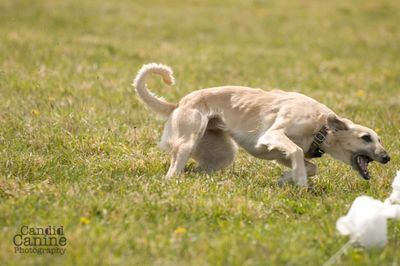 Lure Coursing  Paws Abilities