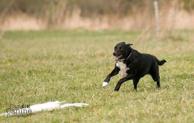 Wylde Pups - Lure Coursing - Binghamton, New York