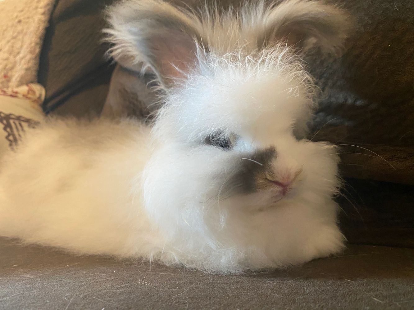 Baby Angora rabbit. White with grey ears. Laying on the couch. 