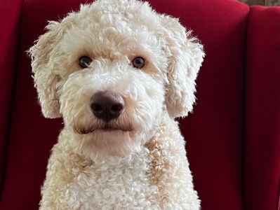 President and CEO Mr. Riley, an Italian Water Dog