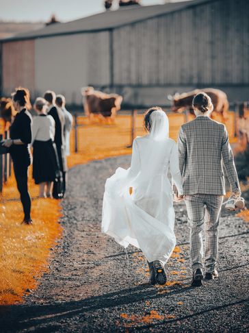 Married couple walking hand in hand toward a field of Highland Cows.