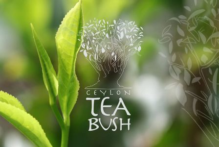 tea leaves ceylon tea bush