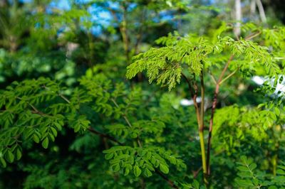 Moringa Tree with leaves