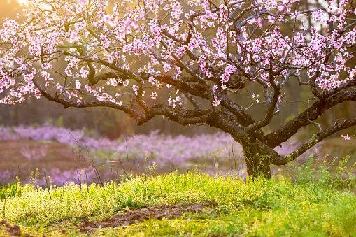 It's Sprung!