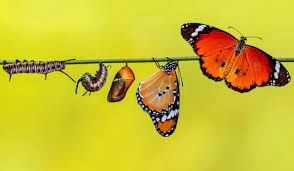 Do Butterflies Hurt?