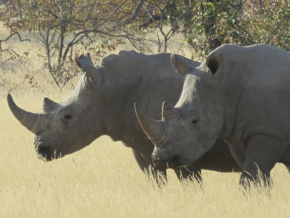 Trust in the African Bush