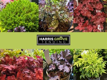 Plants for Graves. Harris Grave Tending. Grave Maintenance. Surrey Hampshire Berkshire Oxfordshire