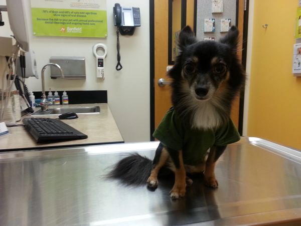 The Founder-at a vet checkup for his heart murmur. 