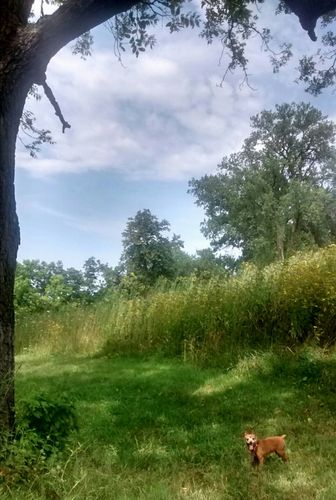 A small dog stands on lush green grass under a large tree on a sunny day.