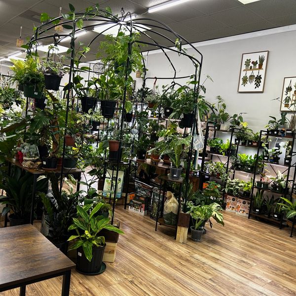 Indoor plant shop filled with diverse green plants on shelves and stands.