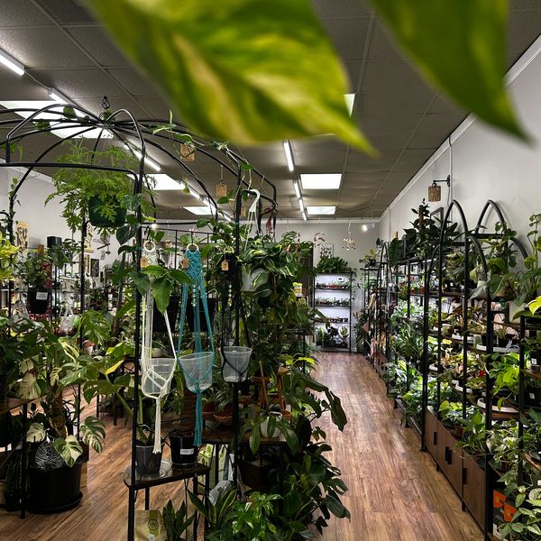Indoor plant shop with lush greenery and wooden flooring.