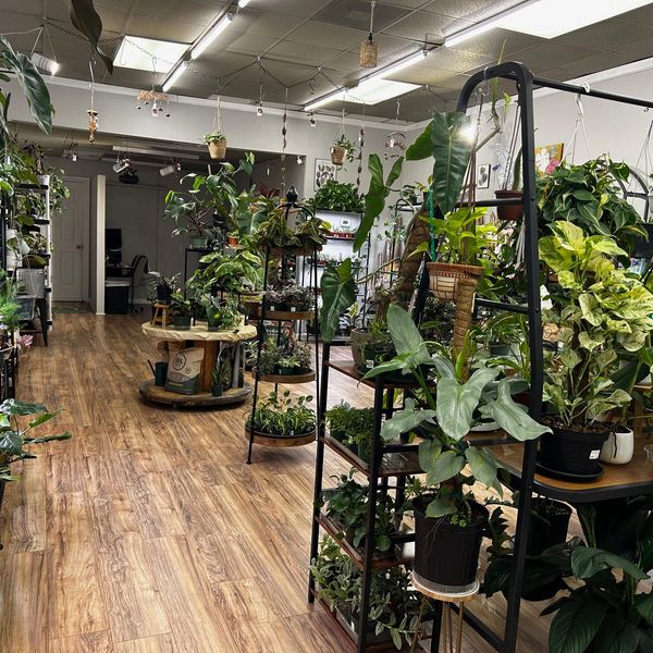 Indoor plant shop with various green plants on shelves and wooden floor.