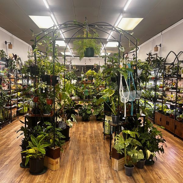 Indoor plant shop with diverse greenery and wooden flooring.