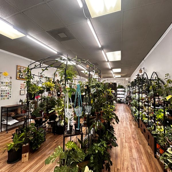 Indoor plant shop with wooden flooring and metal plant stands.