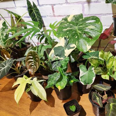 Various colorful potted houseplants on a wooden table.