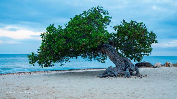 Fofoti Tree, Aruba