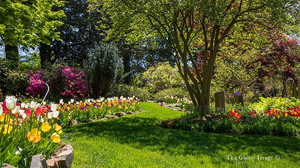 Spring in the Presbyterian Memorial Garden