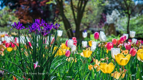 Nature's abundant spring time colors