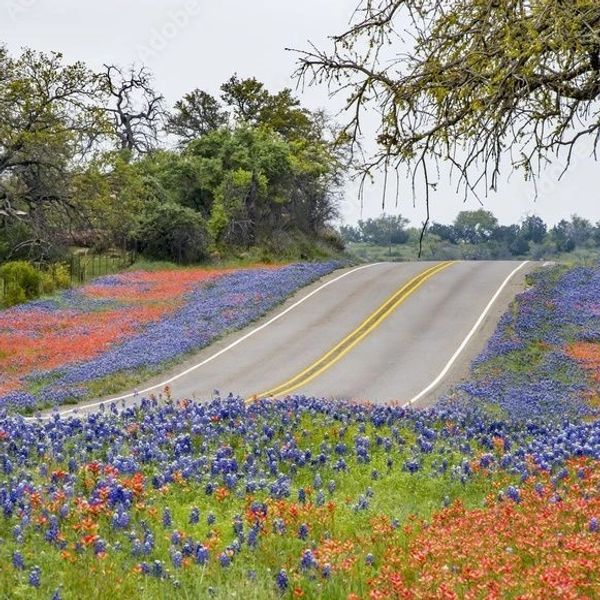 A scenic road flanked by vibrant blue and orange wildflowers under a cloudy sky.