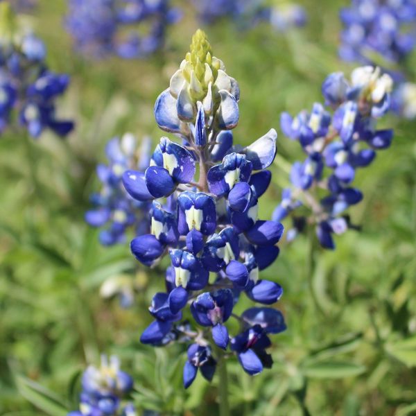 Close-up of vibrant bluebonnet flowers in a field