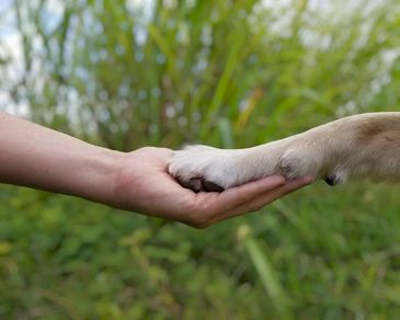 Human hand holding dog's paw gently.