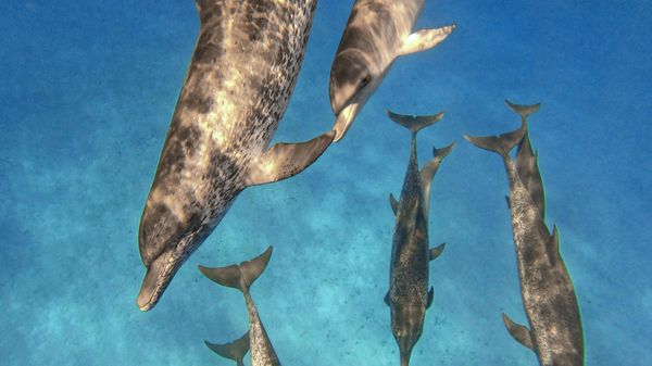 A group of dolphins swimming underwater in clear blue water.