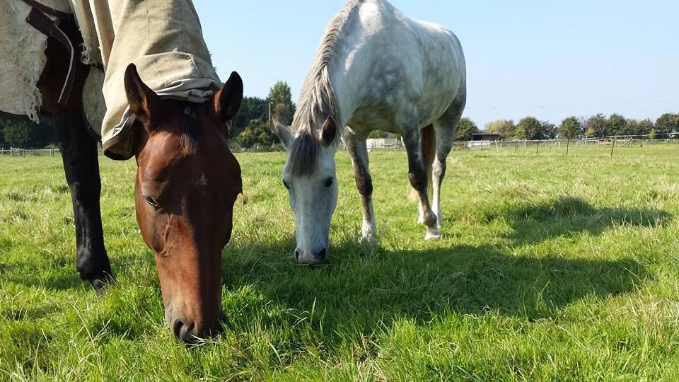 Available for Poo Picking