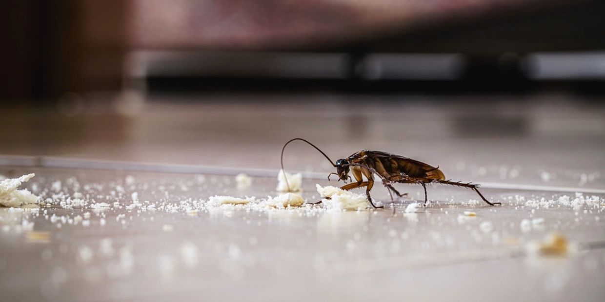 Cockroach on floor.