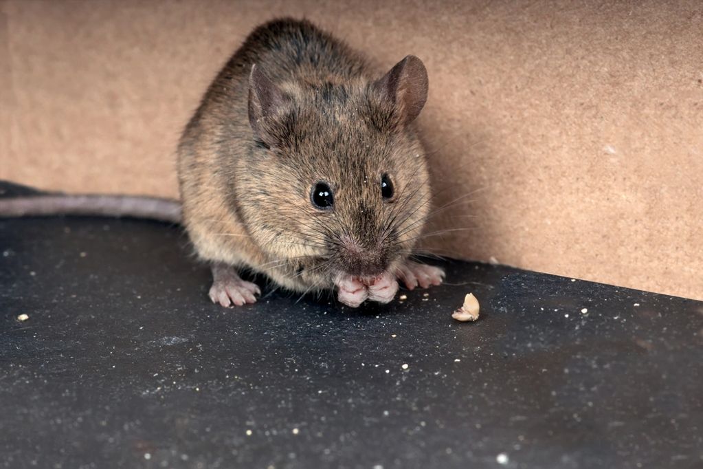 Rat chewing on food inside home.