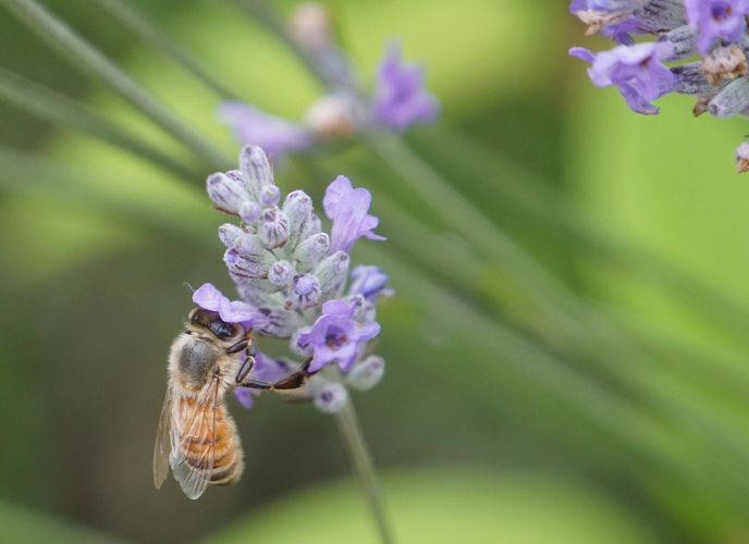 Pollinators in my lavender field