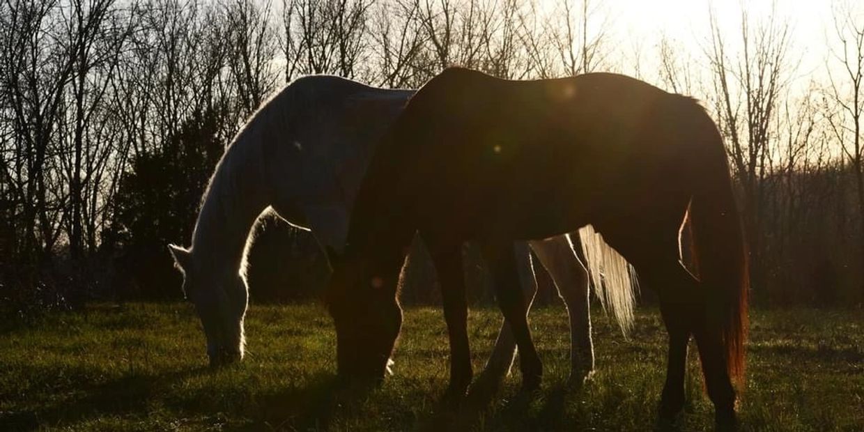 Two horses peacefully grazing in the sunset, modeling mindfulness.