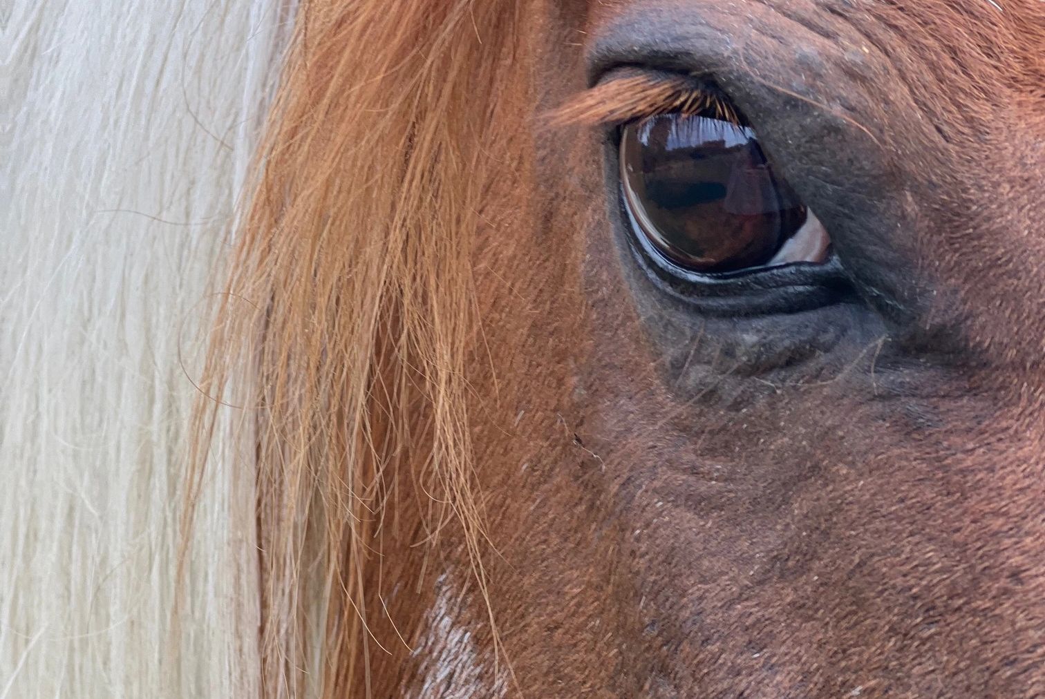 A horse sees more than meets the eye.