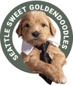 Seattle Sweet Goldendoodles