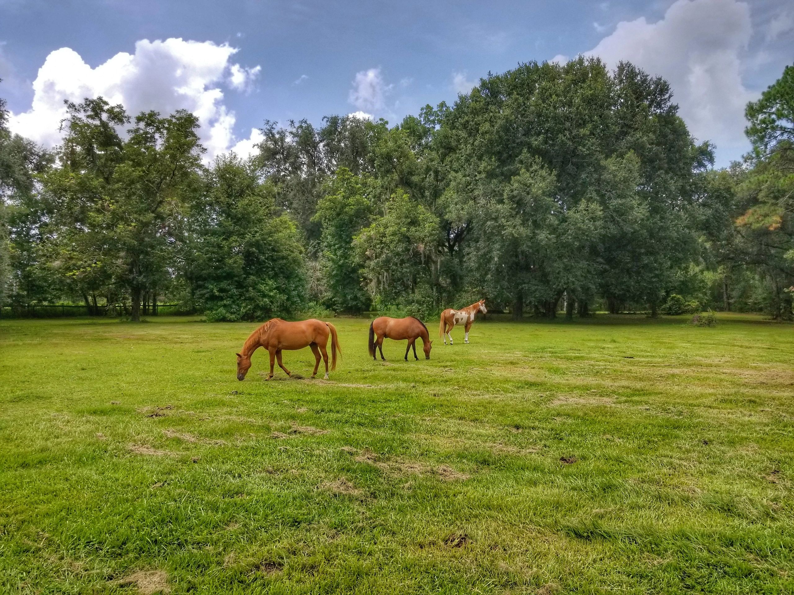 Horse Boarding in Gainesville Unicorn Fields